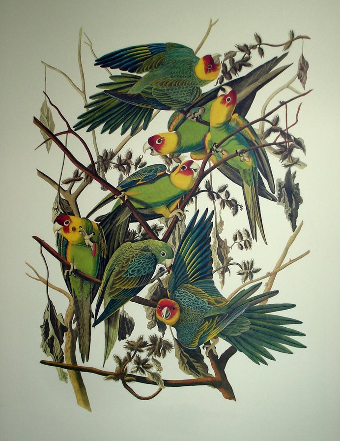 Попугаи - ветки дерева, красивые, попугаи, птицы - оригинал