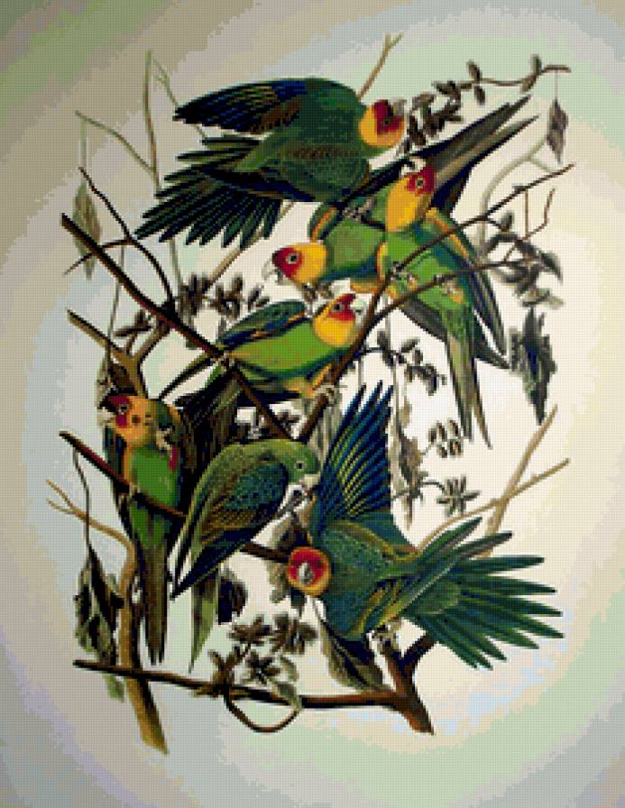 Попугаи - красивые, птицы, ветки дерева, попугаи - предпросмотр