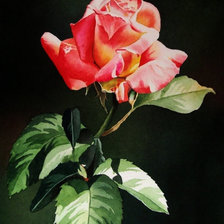 Оригинал схемы вышивки «роза на черном» (№277985)