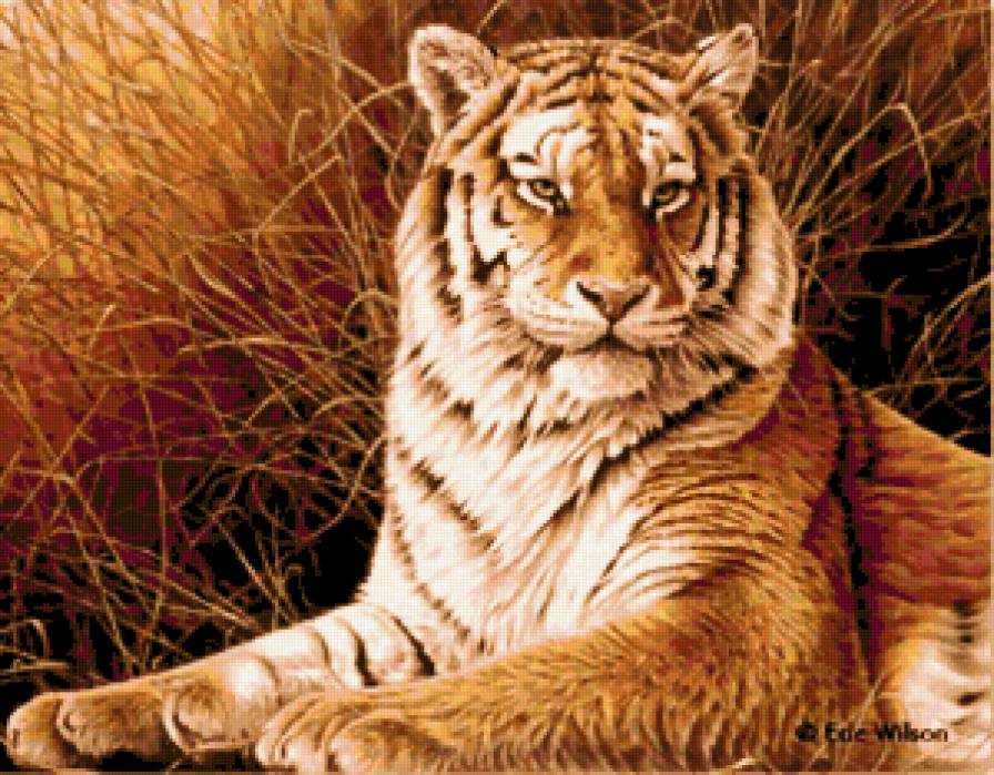 Сибирский тигр - животное, тигр, взгляд, хищник, кошка дикая, пейзаж, зверь - предпросмотр