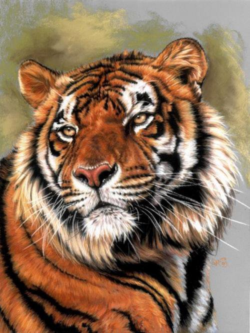 Взгляд Тигра - хищник, дикая кошка, тигр, взгляд, животное - оригинал