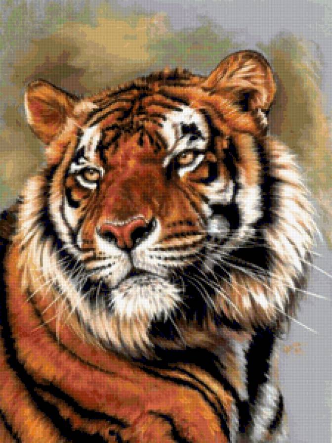 Взгляд Тигра - хищник, взгляд, дикая кошка, животное, тигр - предпросмотр