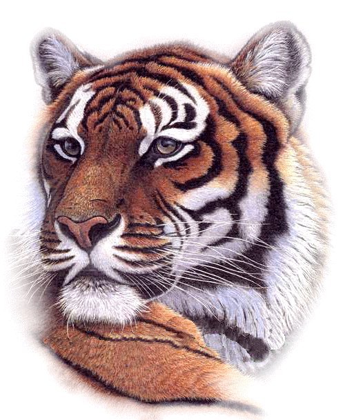 Тигриный Взгляд - зверь, хищник, кошка, тигр, животное, взгляд - оригинал