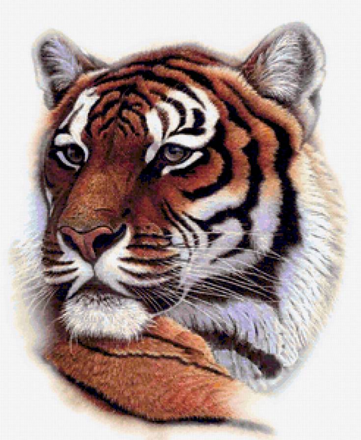 Тигриный Взгляд - хищник, взгляд, зверь, тигр, кошка, животное - предпросмотр