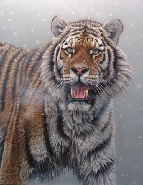 Сибирский Тигр - животное, зверь, дикая кошка, тигр, хищник - оригинал