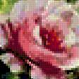 Предпросмотр схемы вышивки «розы» (№278206)