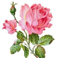 Оригинал схемы вышивки «нежная роза» (№278207)
