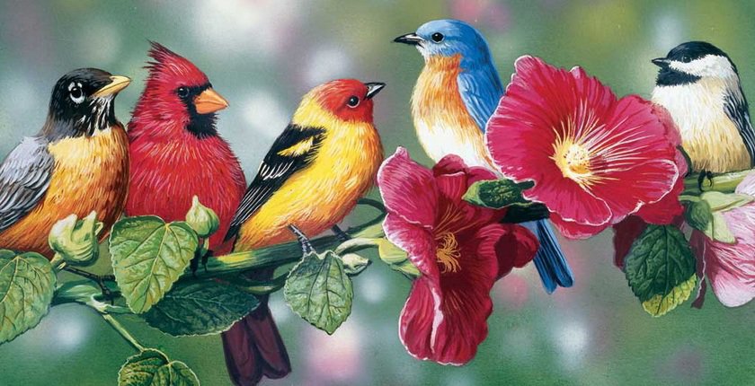 птицы Бредли Джексона - природа, лес, птицы, ягоды - оригинал