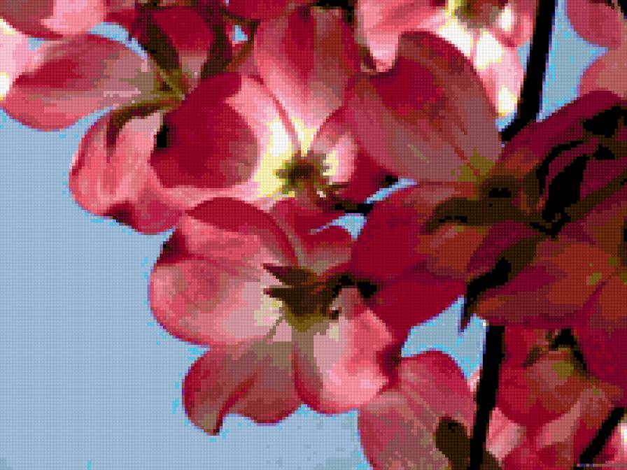 Ветка сакуры - ветка, цветок, сакура - предпросмотр