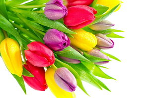 тюльпаны - цветы, букет, весна, тюльпаны - оригинал