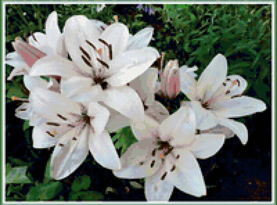 белые лилии - цветущий сад, лилии - предпросмотр