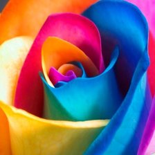 Оригинал схемы вышивки «Разноцветная роза» (№280481)