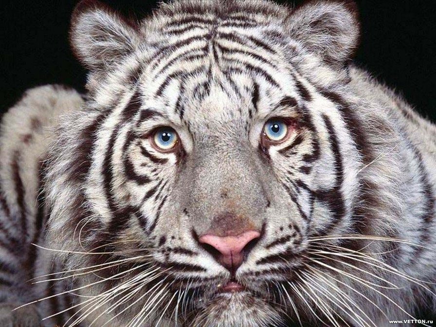 тигр - взгляд, тигр, морда - оригинал