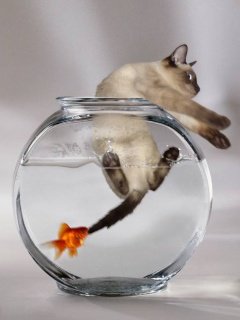 киса - аквариум, рыбка, киса, кот - оригинал