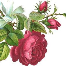 Оригинал схемы вышивки «веточка розы» (№281019)