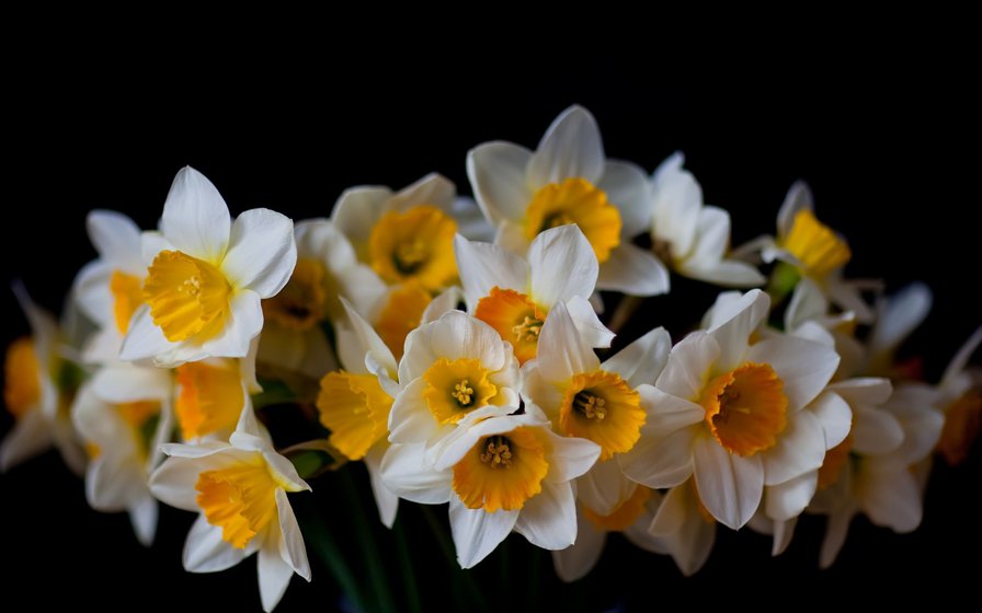 Нарциссы - весна, букет, цветы, на черном - оригинал