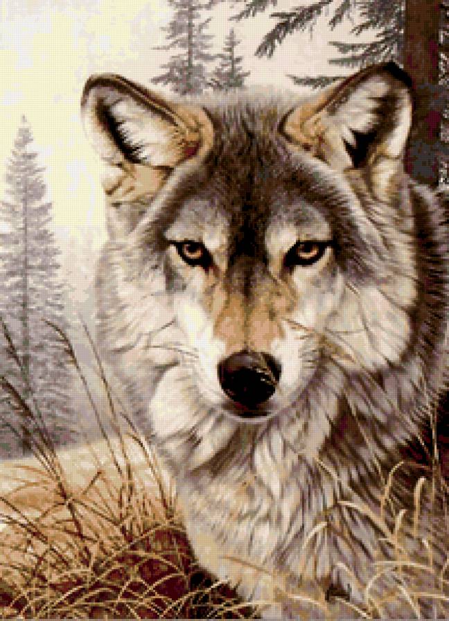 волк - хищник, волк, животное - предпросмотр