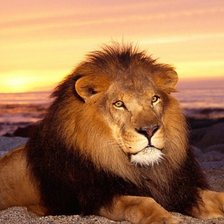 король-лев