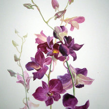 Схема вышивки «орхидеи бардо»