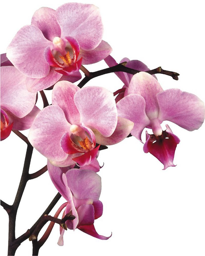 ветка орхидей - цветы - оригинал