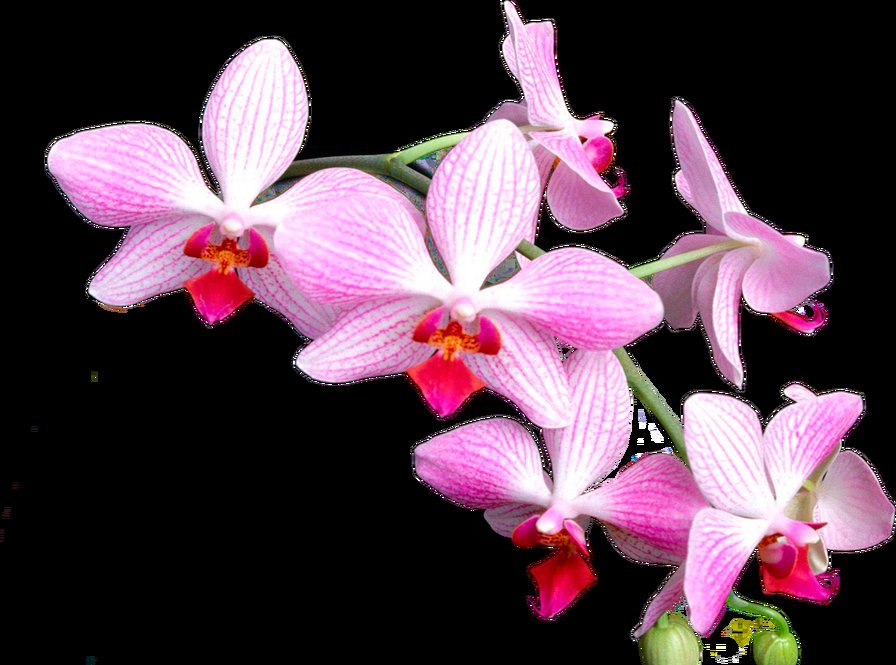орхидеи на черном - цветы - оригинал