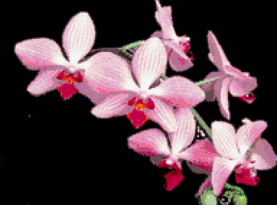 орхидеи на черном - цветы - предпросмотр