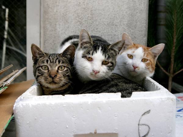 Трое в коробке - кошачьи - оригинал