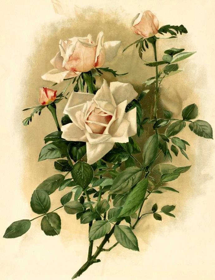 белые розы - оригинал