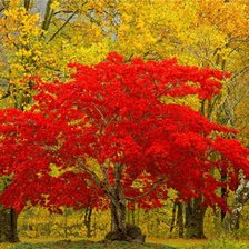Схема вышивки «красная осень»