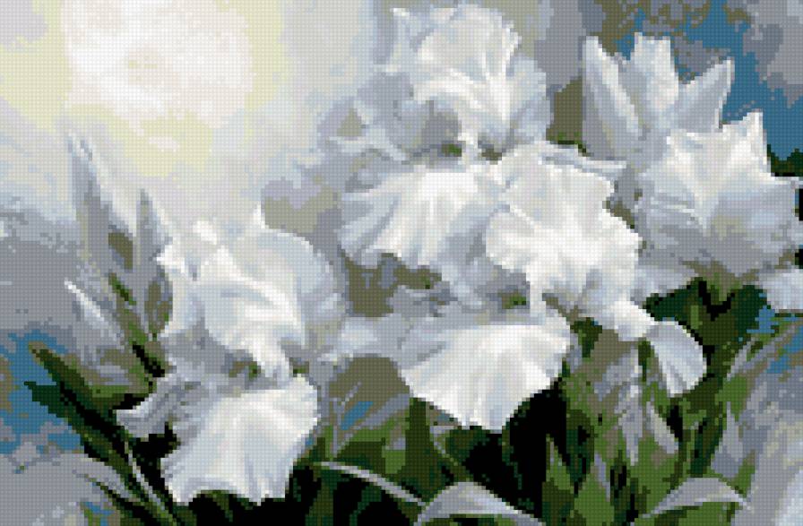 Ирисы - ирисы цветы - предпросмотр