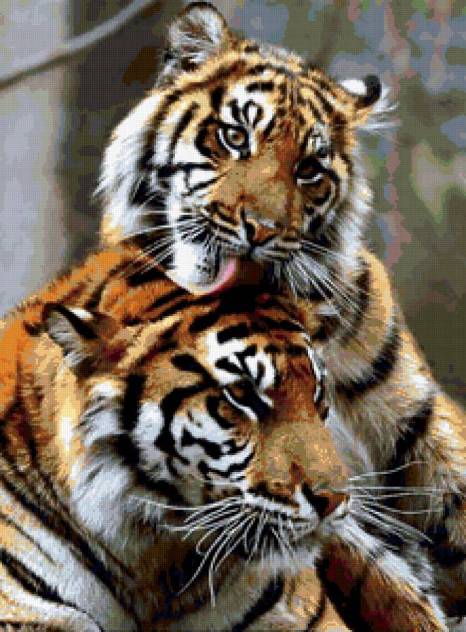тигриная нежность - тигры, животные, нежность, кошки - предпросмотр
