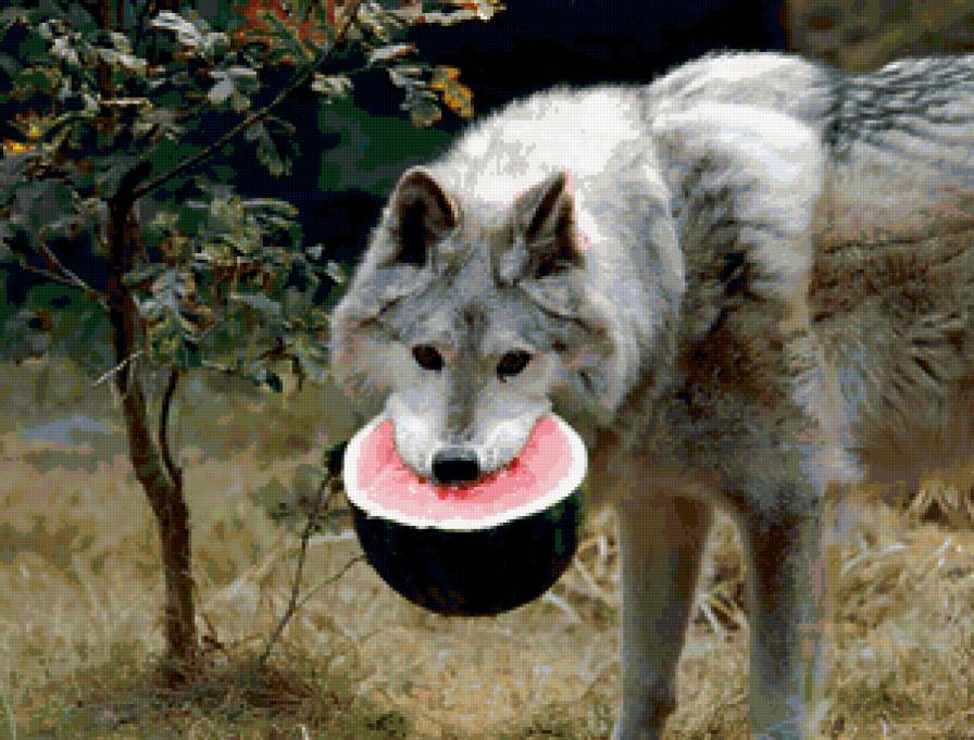 Волк вегетарианец - животные, волк - предпросмотр