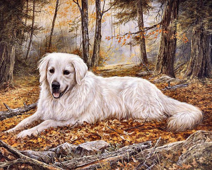 собака - осень, лес, природа - оригинал