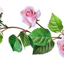 Оригинал схемы вышивки «Розовая роза» (№287381)