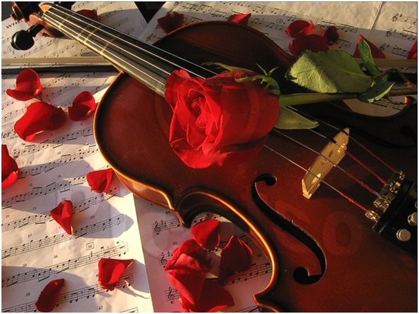 Роза - роза, цветы, скрипка, алая роза, красная роза - оригинал