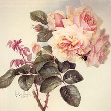 Оригинал схемы вышивки «розы» (№288822)
