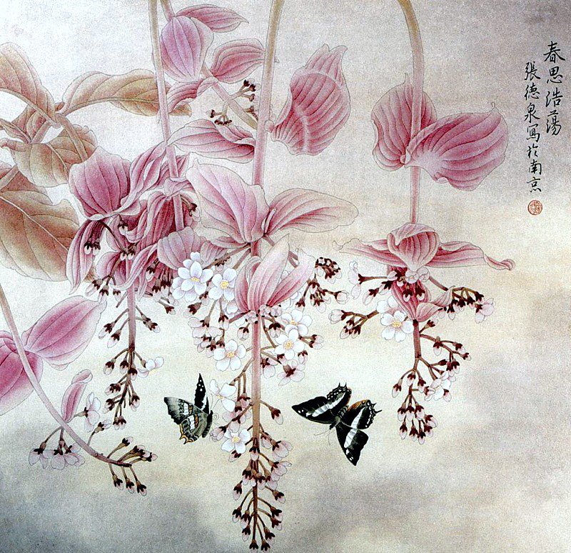 Меденилла - бабочки, цветы - оригинал