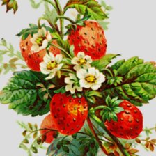 Оригинал схемы вышивки «спелая ягода» (№289206)