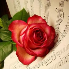 rose and music!