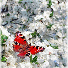 Оригинал схемы вышивки «бабочка и цветение» (№290363)