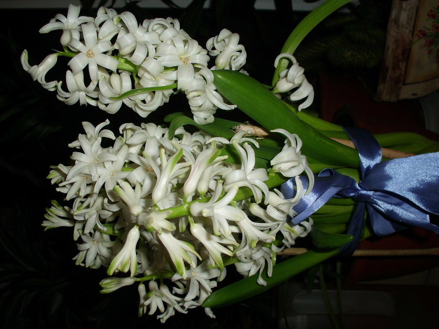 гиацинт - цветок - оригинал