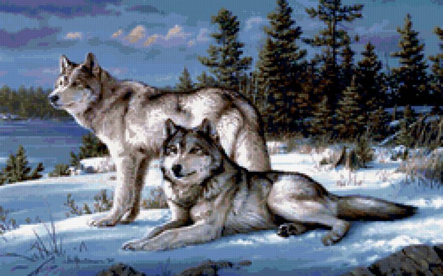 пара волков - зима, волки, звери, лес - предпросмотр