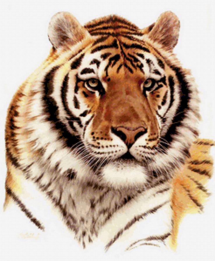 Тигр - звери, тигры, животные - предпросмотр