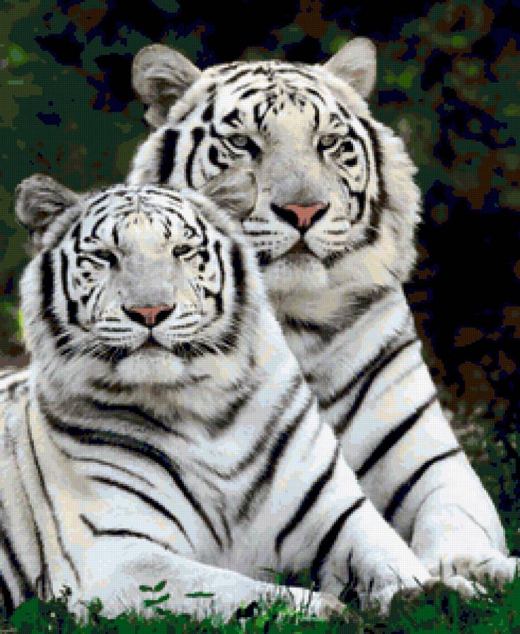 Белые тигры - животные, дикие животные, тигры - предпросмотр