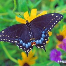 Оригинал схемы вышивки «Бабочка на цветке» (№292121)