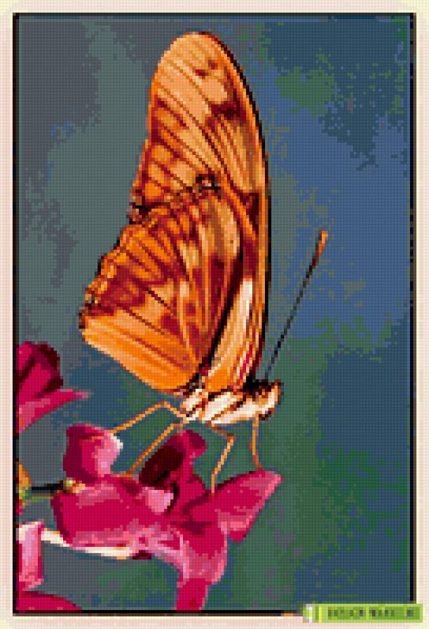 Рыжая бабочка - бабочка, цветок - предпросмотр