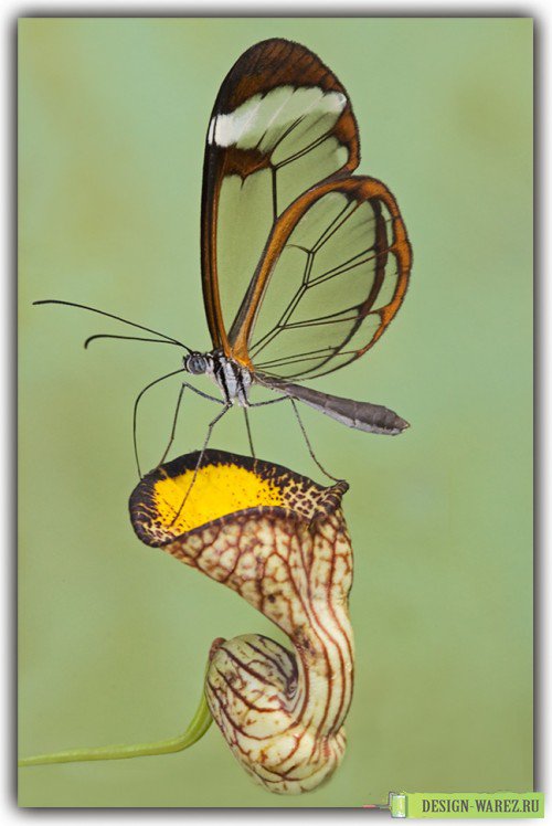 Зеленая бабочка на цветке - цветок, бабочка - оригинал
