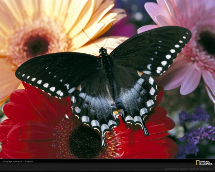 Черная бабочка с белыми метками на крыльях - бабочка, цветок - оригинал
