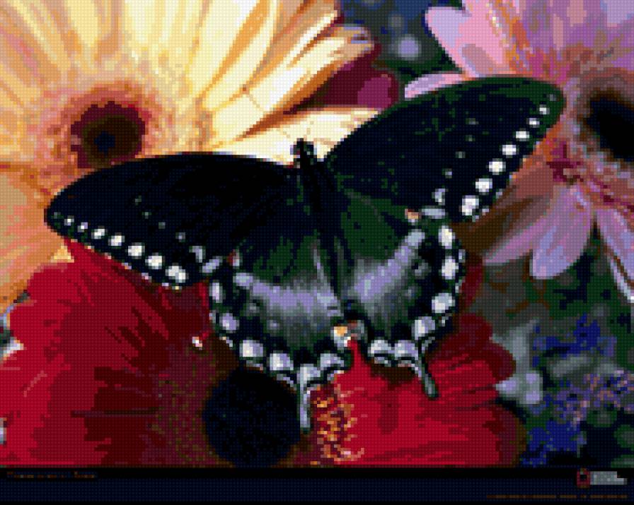 Черная бабочка с белыми метками на крыльях - цветок, бабочка - предпросмотр