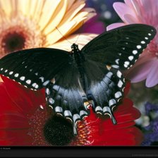 Оригинал схемы вышивки «Черная бабочка с белыми метками на крыльях» (№292133)